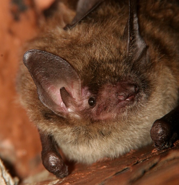 Bats